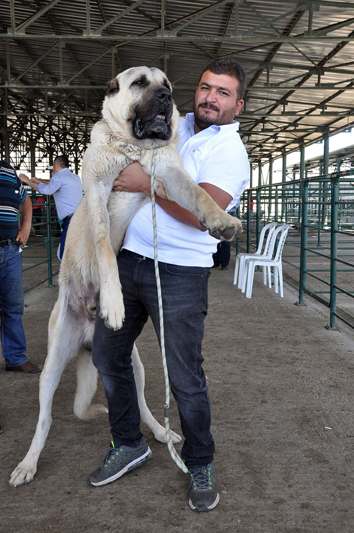 Eskişehir’de Tepebaşı Belediyesinin katkılarıyla düzenlenen '2'nci Küçükbaş Çoban Festivali'ne tanıtım için getirilen 100 bin lira değerindeki 'Boğaç' adlı Anadolu Çoban köpeği ile fotoğraf çektirmek isteyen vatandaşlar sıraya girdi.