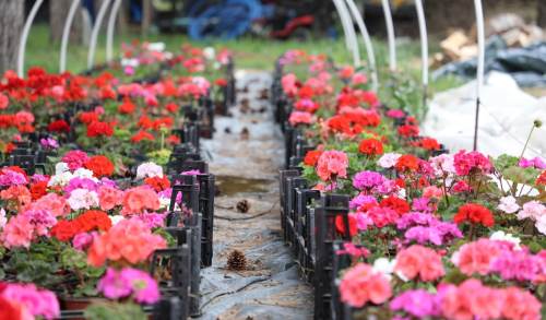 ESTÜ'de yetiştirilen 20 bin çiçek kampüsü süslemeye başladı