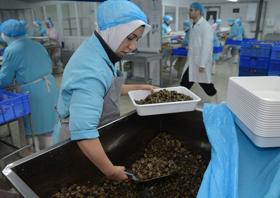 Türkiye'nin dört bir tarafında toplanan ve ülke içinde tüketilmediği için fabrikalarda işlenerek yurt dışına gönderilen kara salyangozunun 2016 yılı dış satımı 7 milyon dolar civarında gerçekleşti.