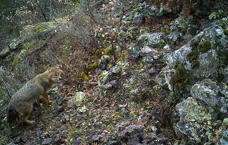 Eskişehir’in yaban hayatını fotoğraflayan Bartın Üniversitesi Orman Fakültesi Yüksek Lisans Öğrencisi Orman Mühendisi Emir Özay, kentte ilk kez yaban kedisi ve vaşak görüntüledi.