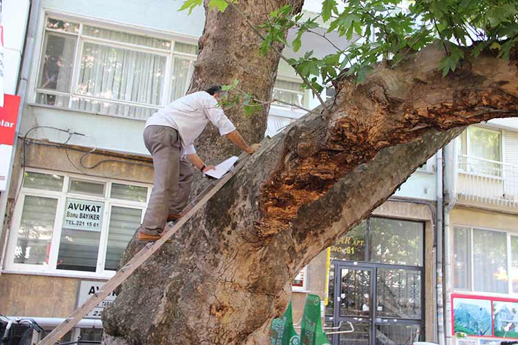 Eskişehir Gürleyik Doğal ve Tarihi Varlıkları Koruma ve Geliştirme Derneği Başkanı Halit Gürsoy, orman yangınlarına dikkat çekmek amacı ile 202 yıllık koca çınara çıkarak tepkisini dile getirdi.