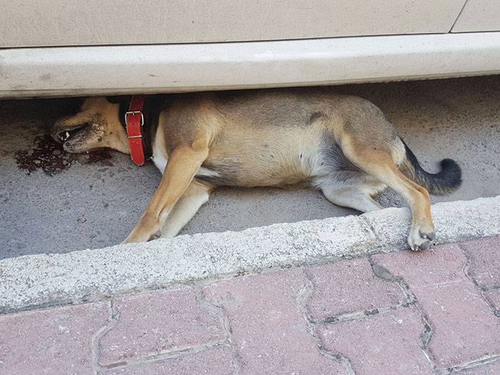 4 Ekim Dünya Hayvan Haklarını Koruma Günü'nde, Antalya’da 1'i patisinden bahçe duvarına çivilenmiş olmak üzere 3 sokak köpeği ölü halde bulundu.