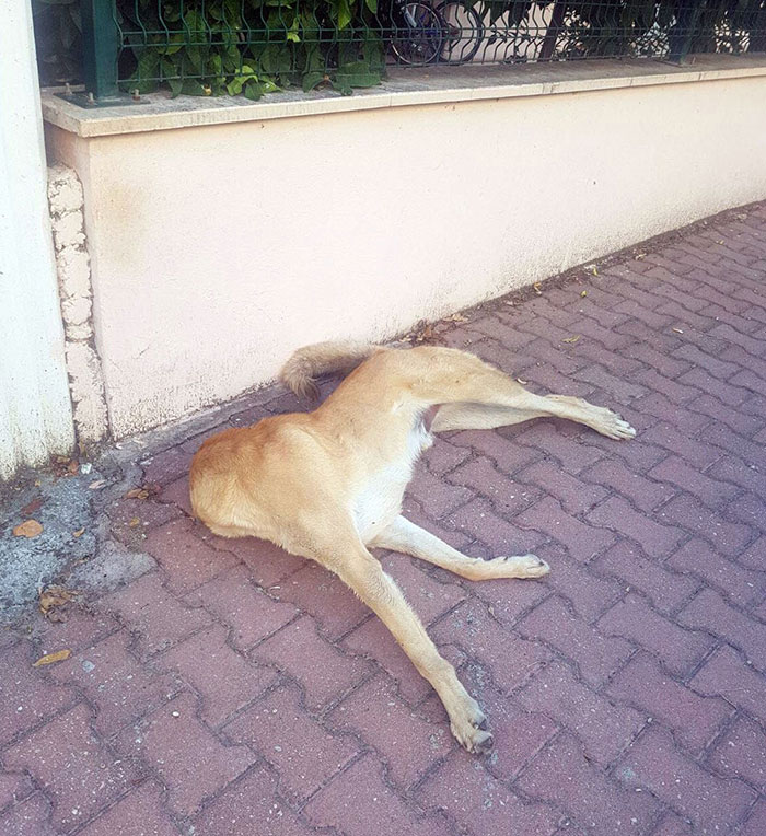 4 Ekim Dünya Hayvan Haklarını Koruma Günü'nde, Antalya’da 1'i patisinden bahçe duvarına çivilenmiş olmak üzere 3 sokak köpeği ölü halde bulundu.