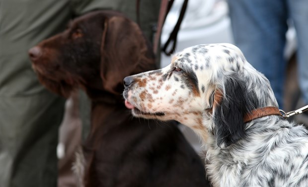 Köpek Irkları ve Kinoloji Federasyonunca (KIF) düzenlenen ''İngiliz ve Continental Irklar Ali Faik Altınel Mera Yarışması''nda, farklı ırklara mensup av köpekleri birinci olabilmek için yarıştırıldı.