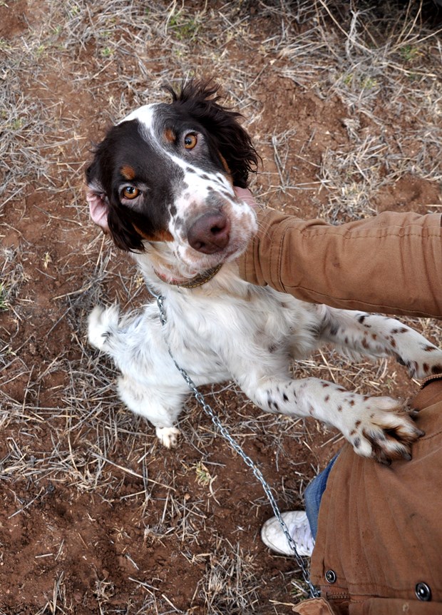 Köpek Irkları ve Kinoloji Federasyonunca (KIF) düzenlenen ''İngiliz ve Continental Irklar Ali Faik Altınel Mera Yarışması''nda, farklı ırklara mensup av köpekleri birinci olabilmek için yarıştırıldı.