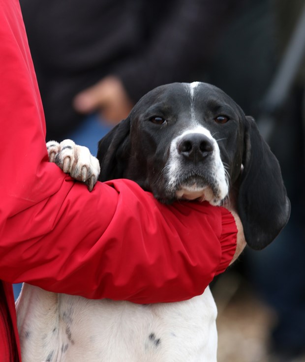 Köpek Irkları ve Kinoloji Federasyonunca (KIF) düzenlenen ''İngiliz ve Continental Irklar Ali Faik Altınel Mera Yarışması''nda, farklı ırklara mensup av köpekleri birinci olabilmek için yarıştırıldı.