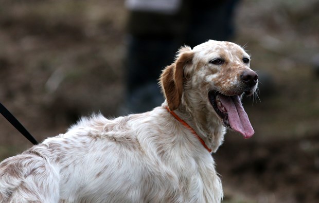 Köpek Irkları ve Kinoloji Federasyonunca (KIF) düzenlenen ''İngiliz ve Continental Irklar Ali Faik Altınel Mera Yarışması''nda, farklı ırklara mensup av köpekleri birinci olabilmek için yarıştırıldı.