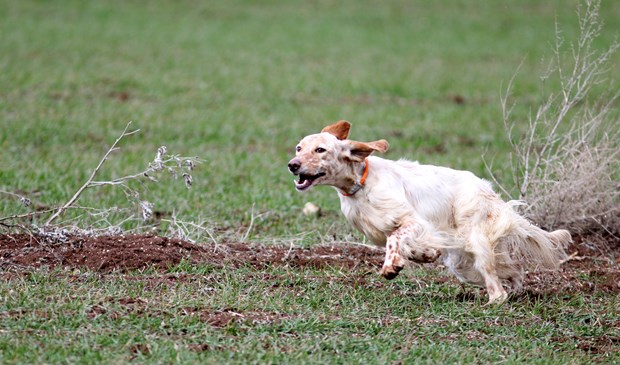 Köpek Irkları ve Kinoloji Federasyonunca (KIF) düzenlenen ''İngiliz ve Continental Irklar Ali Faik Altınel Mera Yarışması''nda, farklı ırklara mensup av köpekleri birinci olabilmek için yarıştırıldı.