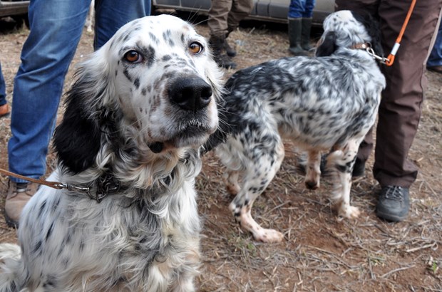 Köpek Irkları ve Kinoloji Federasyonunca (KIF) düzenlenen ''İngiliz ve Continental Irklar Ali Faik Altınel Mera Yarışması''nda, farklı ırklara mensup av köpekleri birinci olabilmek için yarıştırıldı.