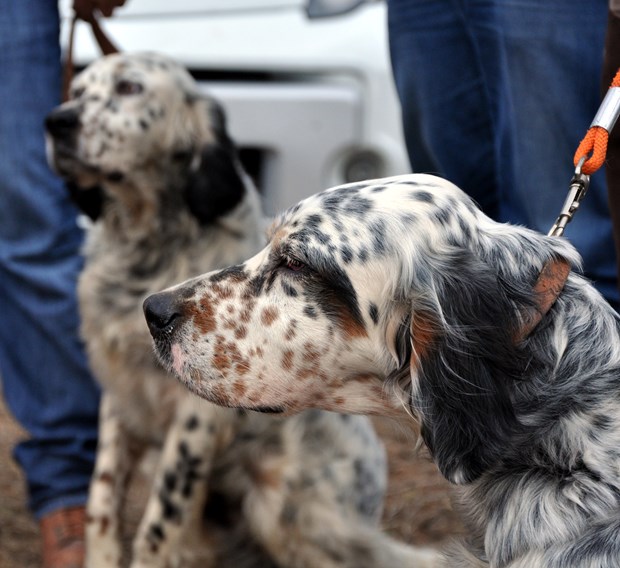 Köpek Irkları ve Kinoloji Federasyonunca (KIF) düzenlenen ''İngiliz ve Continental Irklar Ali Faik Altınel Mera Yarışması''nda, farklı ırklara mensup av köpekleri birinci olabilmek için yarıştırıldı.