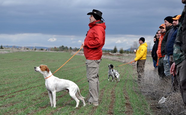 Köpek Irkları ve Kinoloji Federasyonunca (KIF) düzenlenen ''İngiliz ve Continental Irklar Ali Faik Altınel Mera Yarışması''nda, farklı ırklara mensup av köpekleri birinci olabilmek için yarıştırıldı.