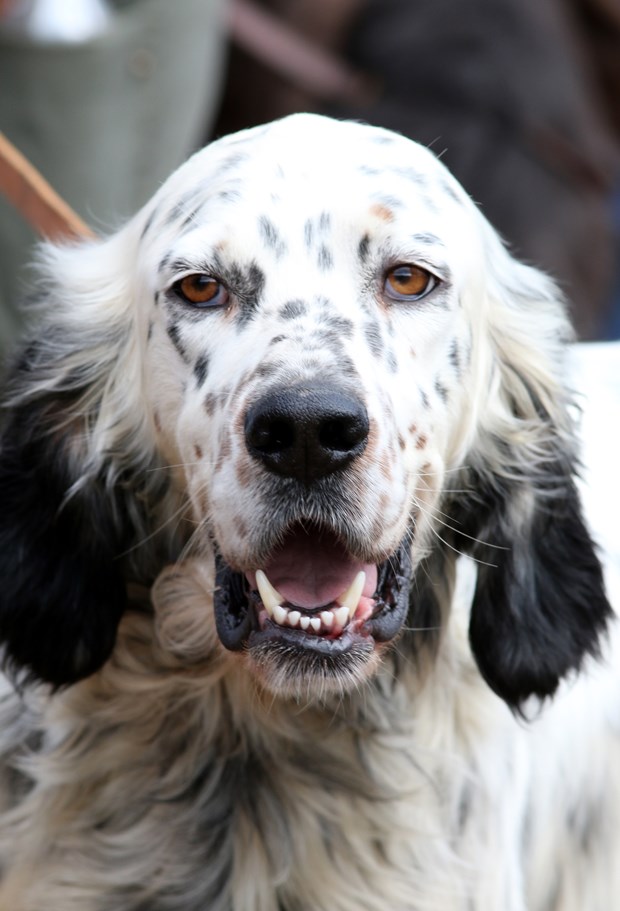 Köpek Irkları ve Kinoloji Federasyonunca (KIF) düzenlenen ''İngiliz ve Continental Irklar Ali Faik Altınel Mera Yarışması''nda, farklı ırklara mensup av köpekleri birinci olabilmek için yarıştırıldı.