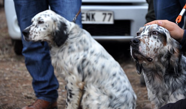 Köpek Irkları ve Kinoloji Federasyonunca (KIF) düzenlenen ''İngiliz ve Continental Irklar Ali Faik Altınel Mera Yarışması''nda, farklı ırklara mensup av köpekleri birinci olabilmek için yarıştırıldı.