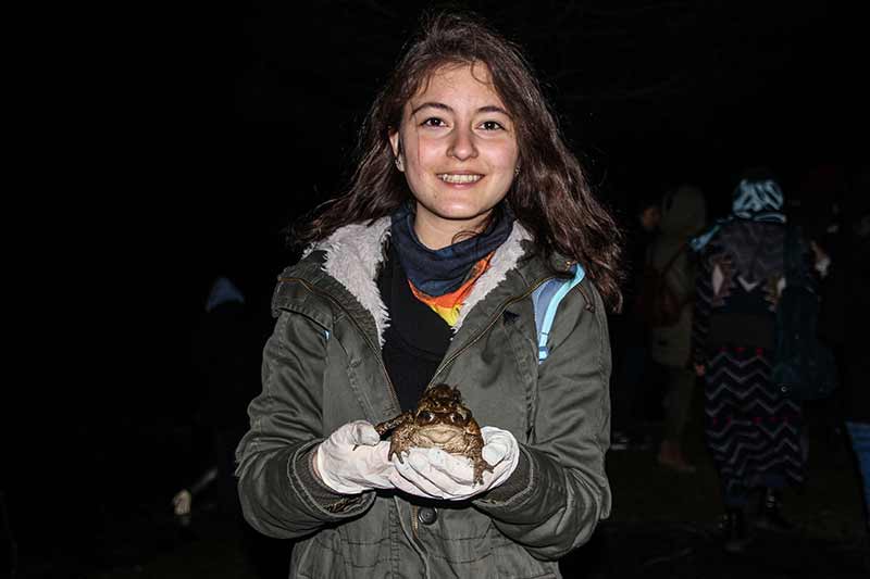 Kütahya'nın Domaniç ilçesinde her yıl ilkbahar mevsiminde çiftleşmek için gruplar halinde ormandan gölete göç eden kurbağalar, yolculuklarında birbirlerini sırtlarında taşıyor.