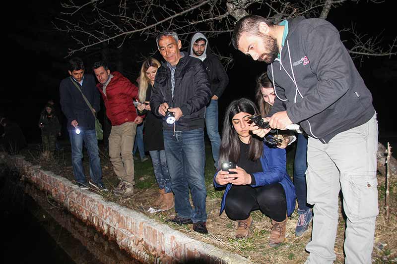 Kütahya'nın Domaniç ilçesinde her yıl ilkbahar mevsiminde çiftleşmek için gruplar halinde ormandan gölete göç eden kurbağalar, yolculuklarında birbirlerini sırtlarında taşıyor.