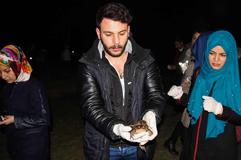 Kütahya'nın Domaniç ilçesinde her yıl ilkbahar mevsiminde çiftleşmek için gruplar halinde ormandan gölete göç eden kurbağalar, yolculuklarında birbirlerini sırtlarında taşıyor.