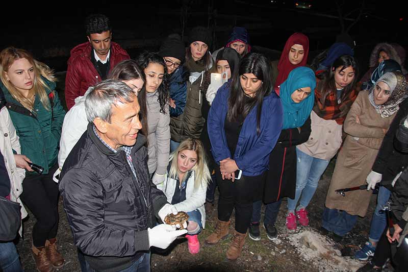 Kütahya'nın Domaniç ilçesinde her yıl ilkbahar mevsiminde çiftleşmek için gruplar halinde ormandan gölete göç eden kurbağalar, yolculuklarında birbirlerini sırtlarında taşıyor.