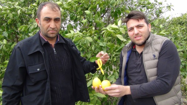 Silifke’de daha önce tekli biber görünümlü limon gördüğünü ancak üçlü olarak görmediğini belirten Hayati Göztaşı ise, “Hayatım boyunca böylesine biber görünümlü bir limon görmedim. Dalında üçlü biber gibi gözüküyor. Allah’ın takdiri işte” dedi. 