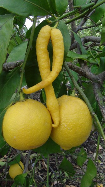 Mersin’in Silifke ilçesinde limon ağacında bulunan “biber görünümlü üçlü limon” görenleri hayrete düşürdü. 