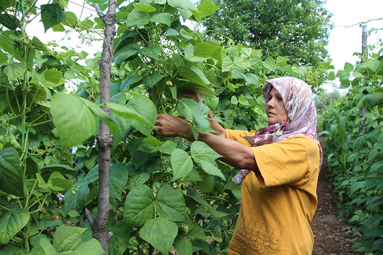 Bilecik'in Pazaryeri ilçesinde yetiştirilen ve "Pazaryeri boncuğu" olarak satışa sunulan fasulyenin 4 kilogramı müzayede ile 360 bin liraya satıldı.