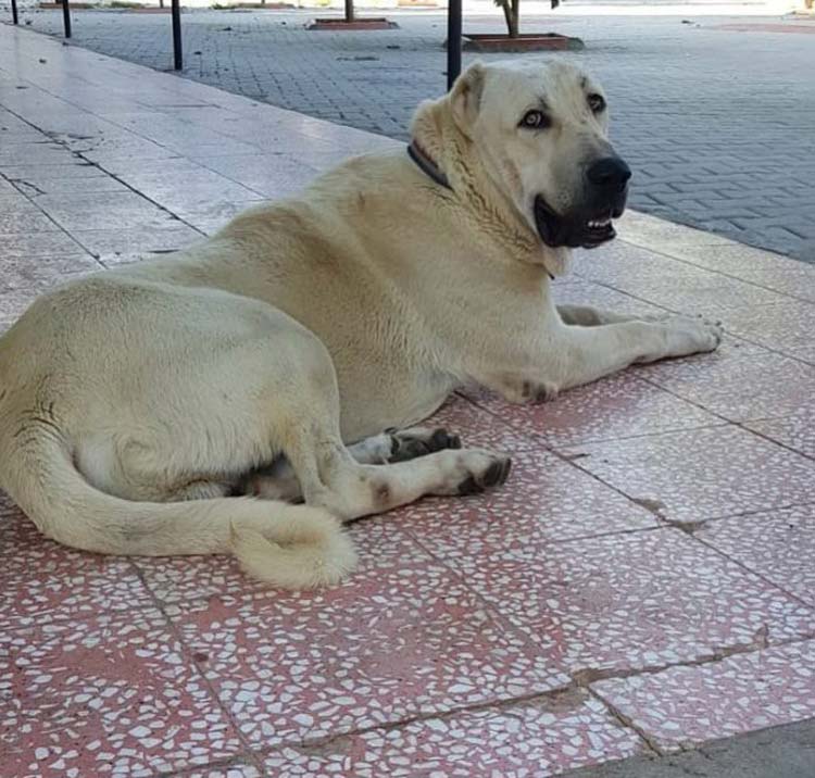 Adana'da bir şirketin Pazarlama Müdürü İlhan İlbey, 10 gündür kayıp olan Kangal cinsi köpeğini bulana Antalya'da bir hafta tatil, isterse köpeklerin yavrusundan ikisini ya da 5 bin lira para ödülü vereceğini söyledi. 