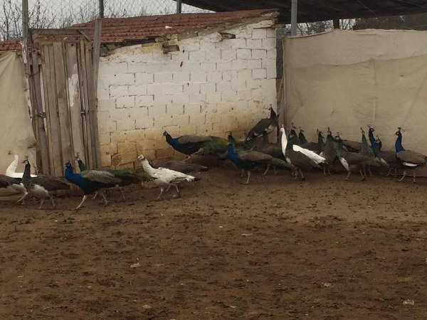 Beslenmeleri için onlara buğday ve arpa gibi tahıllar veriyoruz. Beyaz tavus kuşlarının çiftini 5 bin liradan satıyoruz. Diğerlerinin çiftlerini de 3 bin liraya satıyoruz. Her sene ortalama 150 adet tavus kuşu satışı gerçekleştiriyoruz. 