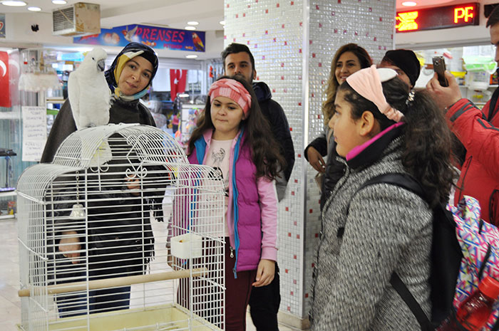 Eskişehir’de bir pet shopta alıcısını bekleyen, yaklaşık 5 asgari ücret fiyatına denk gelen Avustralya 'Kakadu' cinsi papağanın 8 bin liralık fiyatı duyanları şaşırtıyor. 