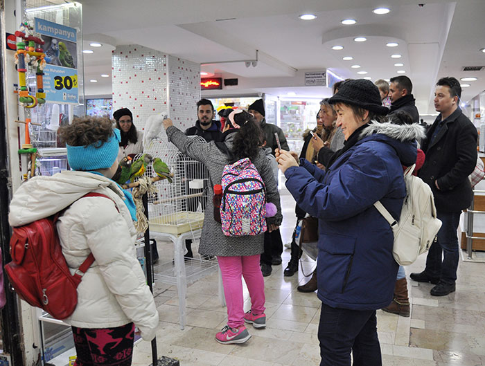 Eskişehir’de bir pet shopta alıcısını bekleyen, yaklaşık 5 asgari ücret fiyatına denk gelen Avustralya 'Kakadu' cinsi papağanın 8 bin liralık fiyatı duyanları şaşırtıyor. 