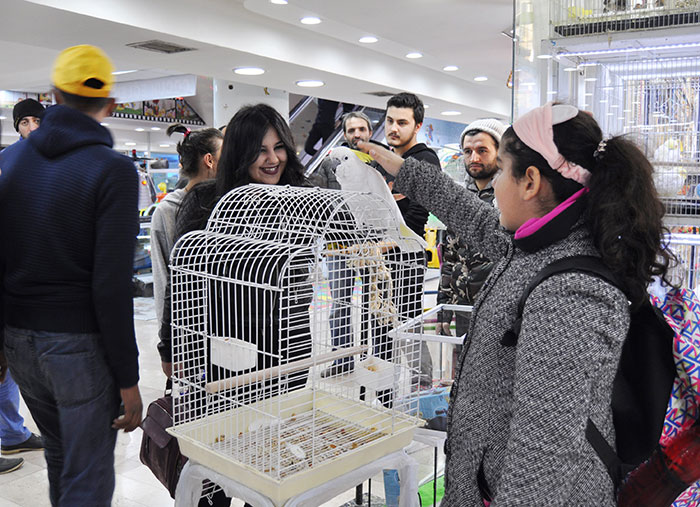 Eskişehir’de bir pet shopta alıcısını bekleyen, yaklaşık 5 asgari ücret fiyatına denk gelen Avustralya 'Kakadu' cinsi papağanın 8 bin liralık fiyatı duyanları şaşırtıyor. 