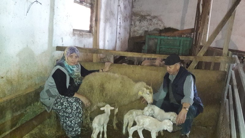 Eskişehir'in Seyitgazi ilçesinde bir çiftçi, her yıl olduğu gibi bu yılda Merinos cinsi koyununun dördüz kuzu doğurmasının mutluluğunu yaşıyor. 