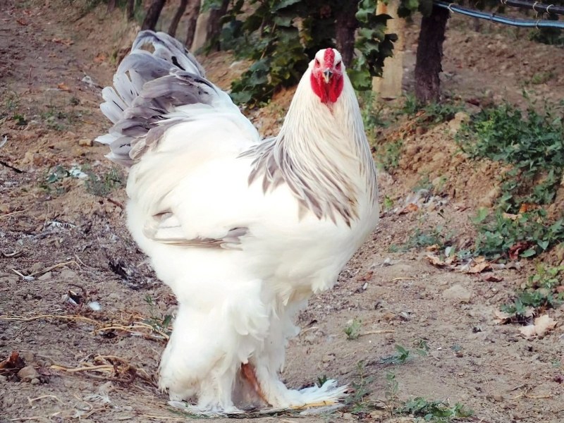 Manisa’nın Sarıgöl ilçesindeki bağ evlerine kurdukları kümeslerde 4 farklı ırk tavuk ve horoz yetiştiren Vardar, süs tavuklarının özelliklerden bahsetti. Brahma cinsi horozlarıyla yarışmalara katılmaya da hazırlanan Vardar, gözü gibi baktığı hayvanlarıyla yarışmalarda iyi şampiyon olmayı istediğini söyledi. 