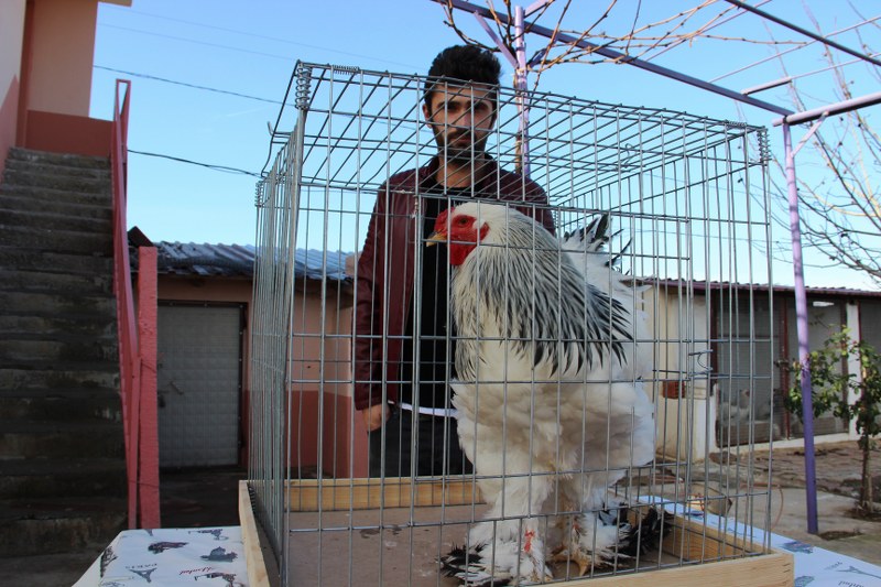 Brahmada ilk aranan özelliğin ibik olduğunu kaydeden Vardar, ibikten sonra bakışların sert olması, paça yapısı ve kanat teleklerinin 10 boğum olması gerektiğini vurguladı. 