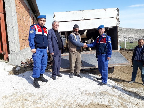 Öte yandan çalınan büyükbaş hayvanlar ise jandarma tarafından sahibine teslim edildi. 