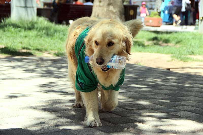 Eskişehir’de barınaktan alınan ve aldığı eğitim sonrasında sokaktan çöp toplamaya başlayan 4,5 yaşındaki Golden cinsi çevreci köpek, görenleri kendisine hayran bırakıyor.