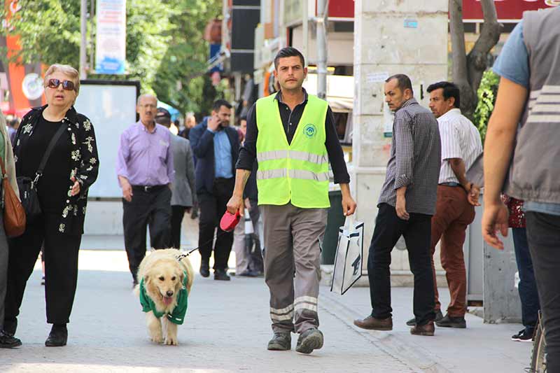 Eskişehir’de barınaktan alınan ve aldığı eğitim sonrasında sokaktan çöp toplamaya başlayan 4,5 yaşındaki Golden cinsi çevreci köpek, görenleri kendisine hayran bırakıyor.