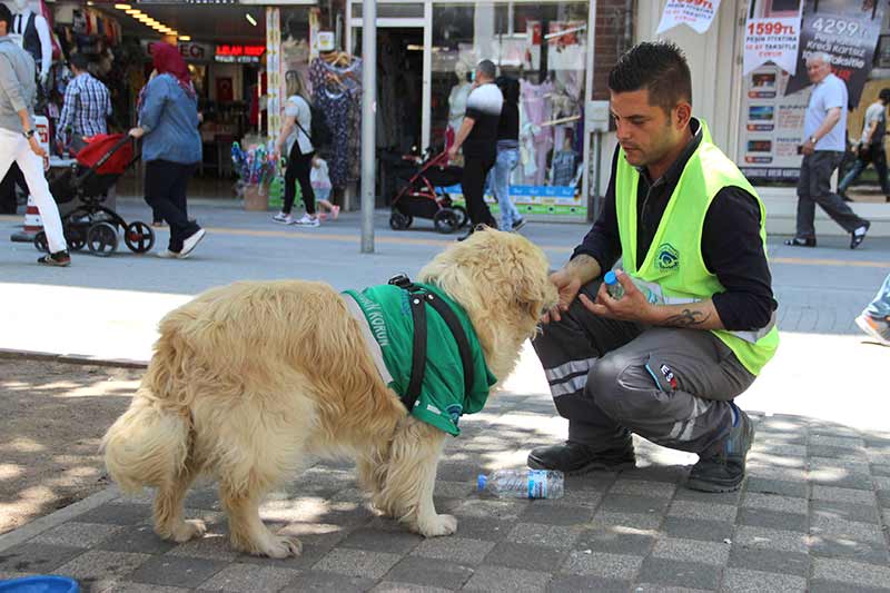 Eskişehir’de barınaktan alınan ve aldığı eğitim sonrasında sokaktan çöp toplamaya başlayan 4,5 yaşındaki Golden cinsi çevreci köpek, görenleri kendisine hayran bırakıyor.