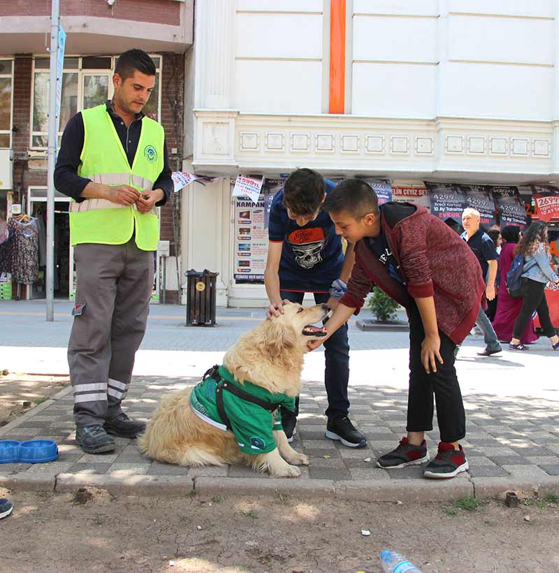 Eskişehir’de barınaktan alınan ve aldığı eğitim sonrasında sokaktan çöp toplamaya başlayan 4,5 yaşındaki Golden cinsi çevreci köpek, görenleri kendisine hayran bırakıyor.