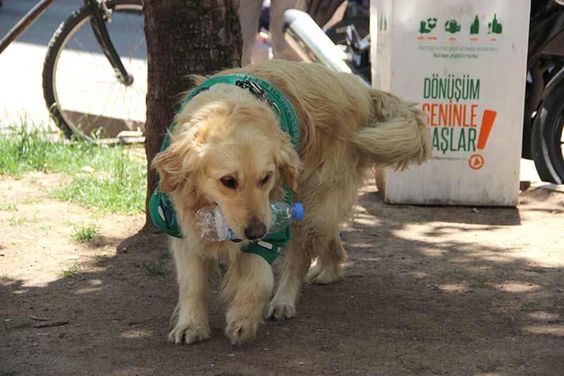 Eskişehir’de barınaktan alınan ve aldığı eğitim sonrasında sokaktan çöp toplamaya başlayan 4,5 yaşındaki Golden cinsi çevreci köpek, görenleri kendisine hayran bırakıyor.