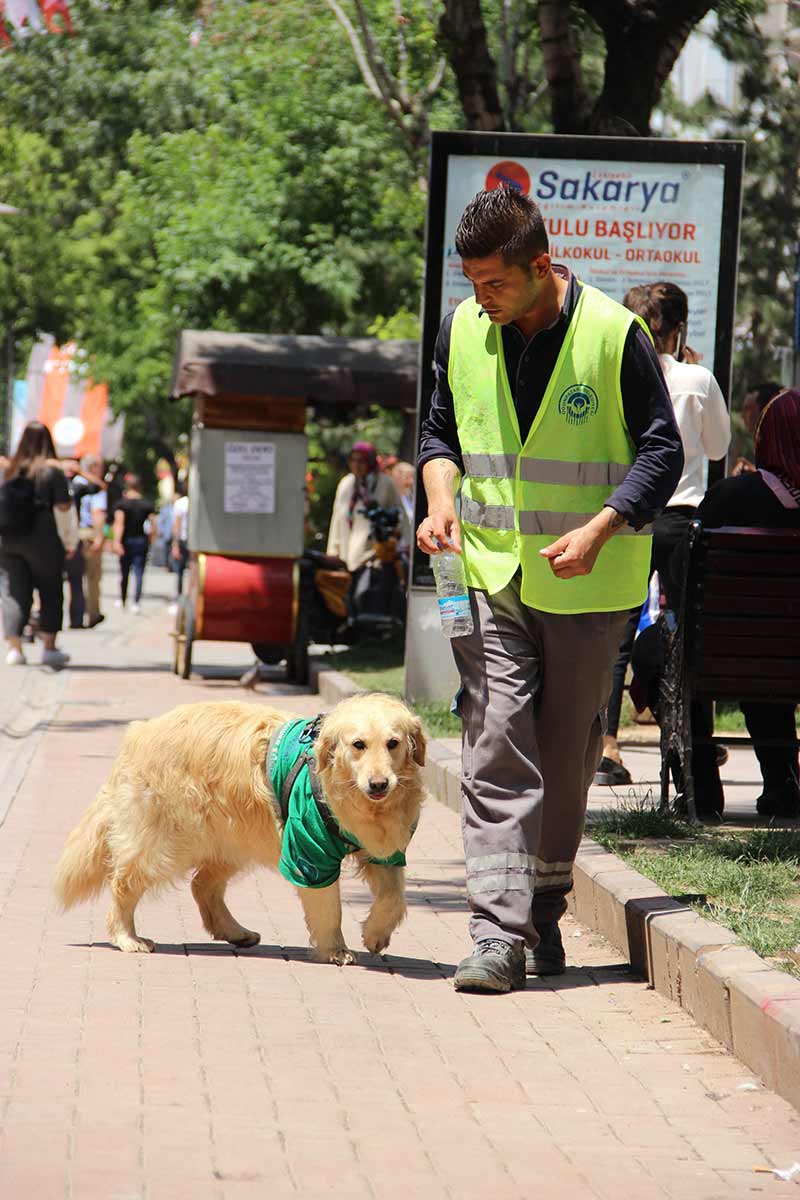 Eskişehir’de barınaktan alınan ve aldığı eğitim sonrasında sokaktan çöp toplamaya başlayan 4,5 yaşındaki Golden cinsi çevreci köpek, görenleri kendisine hayran bırakıyor.