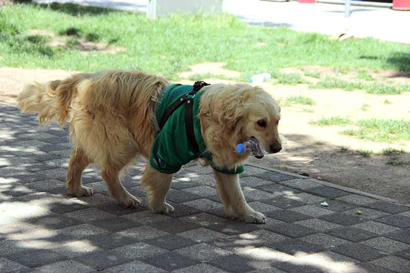 Eskişehir’de barınaktan alınan ve aldığı eğitim sonrasında sokaktan çöp toplamaya başlayan 4,5 yaşındaki Golden cinsi çevreci köpek, görenleri kendisine hayran bırakıyor.