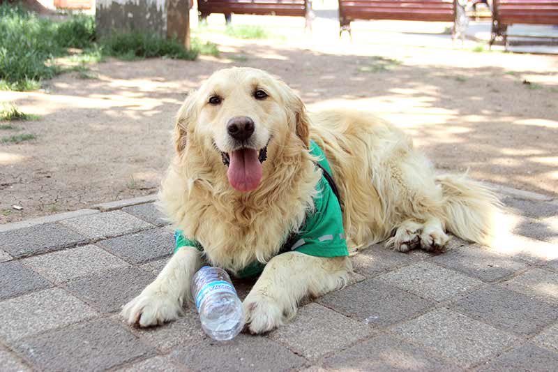 Eskişehir’de barınaktan alınan ve aldığı eğitim sonrasında sokaktan çöp toplamaya başlayan 4,5 yaşındaki Golden cinsi çevreci köpek, görenleri kendisine hayran bırakıyor.