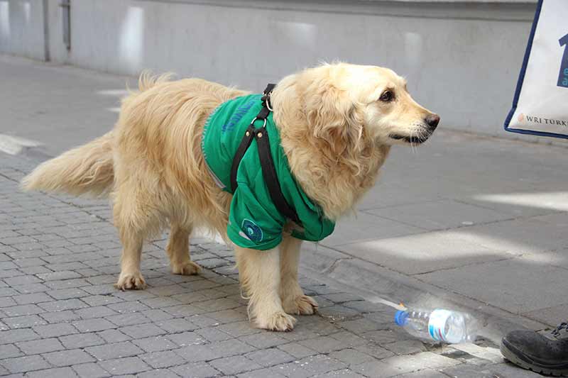 Eskişehir’de barınaktan alınan ve aldığı eğitim sonrasında sokaktan çöp toplamaya başlayan 4,5 yaşındaki Golden cinsi çevreci köpek, görenleri kendisine hayran bırakıyor.