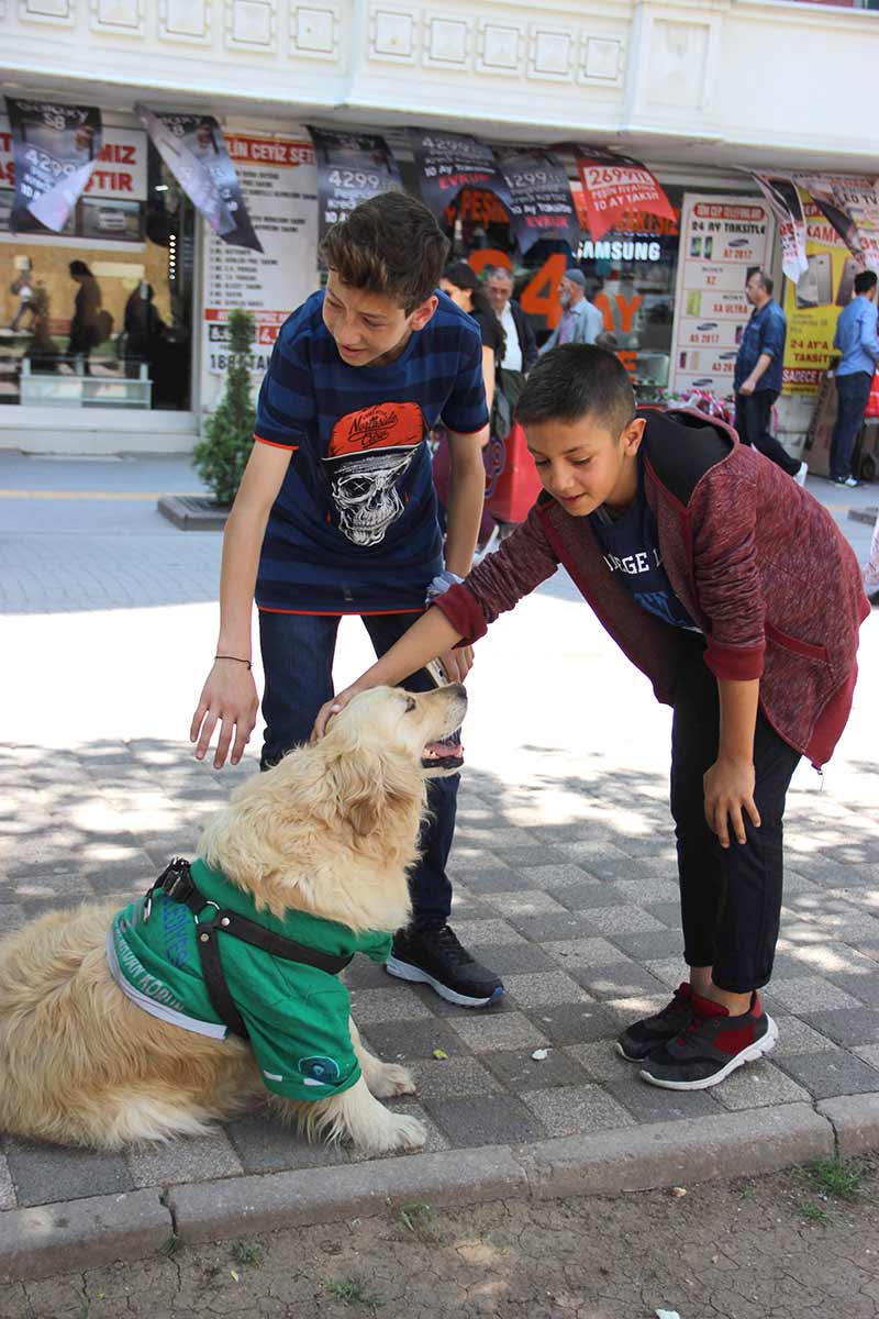 Eskişehir’de barınaktan alınan ve aldığı eğitim sonrasında sokaktan çöp toplamaya başlayan 4,5 yaşındaki Golden cinsi çevreci köpek, görenleri kendisine hayran bırakıyor.