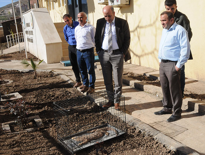 Şırnak’ın Cizre ilçesinde nesli tükenme tehlikesi altında olan çöl varanı bulundu. 