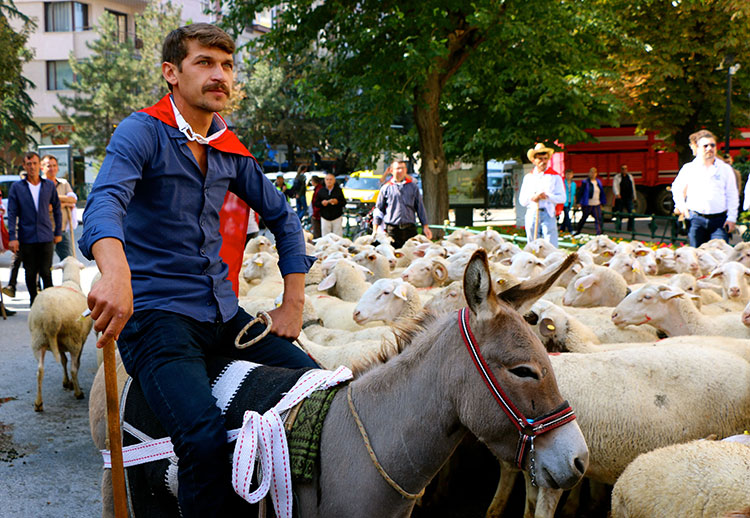 Eskişehir merkez Tepebaşı ilçe Belediyesi tarafından bu yıl 3'üncüsü düzenlenen Küçükbaş Çoban Festivali kapsamında küçükbaş hayvan sürüsü, vatandaşların meraklı bakışları altında kent merkezinde yürütüldü. 