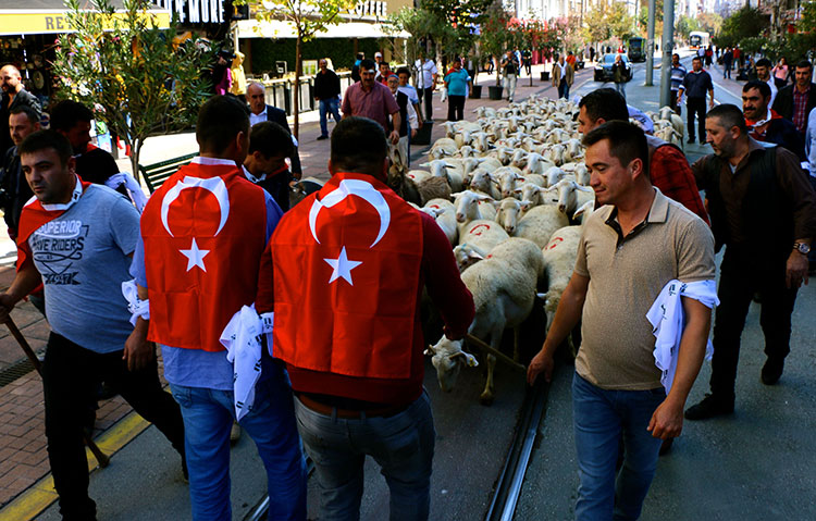 Eskişehir merkez Tepebaşı ilçe Belediyesi tarafından bu yıl 3'üncüsü düzenlenen Küçükbaş Çoban Festivali kapsamında küçükbaş hayvan sürüsü, vatandaşların meraklı bakışları altında kent merkezinde yürütüldü. 