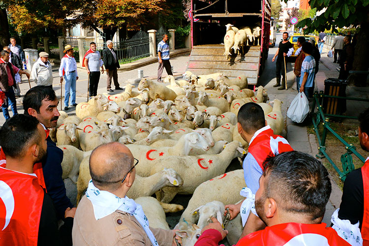 Eskişehir merkez Tepebaşı ilçe Belediyesi tarafından bu yıl 3'üncüsü düzenlenen Küçükbaş Çoban Festivali kapsamında küçükbaş hayvan sürüsü, vatandaşların meraklı bakışları altında kent merkezinde yürütüldü. 