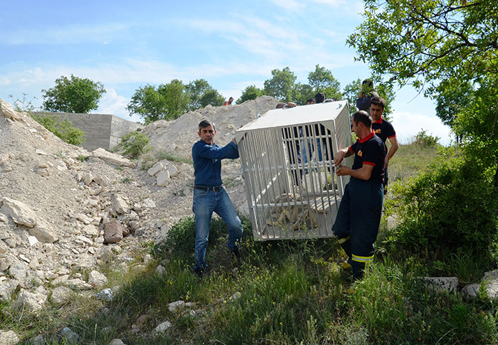 Kütahya'da, inşası süren mesire alanındaki bir yapının temeli için kazılan 3 metre derinliğindeki çukura düşerek mahsur kalan kurt, itfaiye ekiplerince kurtarıldı.