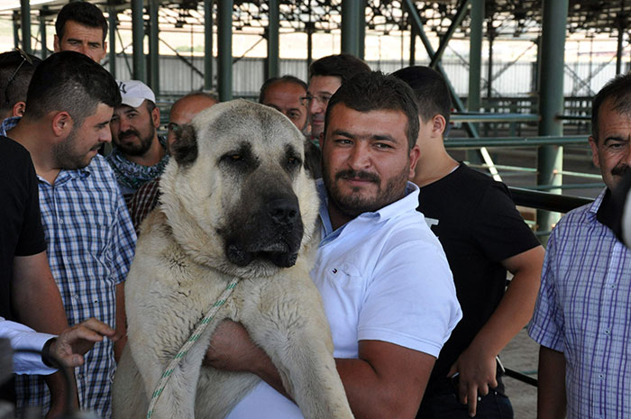 Eskişehir’de Tepebaşı Belediyesinin katkılarıyla düzenlenen '2'nci Küçükbaş Çoban Festivali'ne tanıtım için getirilen 100 bin lira değerindeki 'Boğaç' adlı Anadolu Çoban köpeği ile fotoğraf çektirmek isteyen vatandaşlar sıraya girdi.