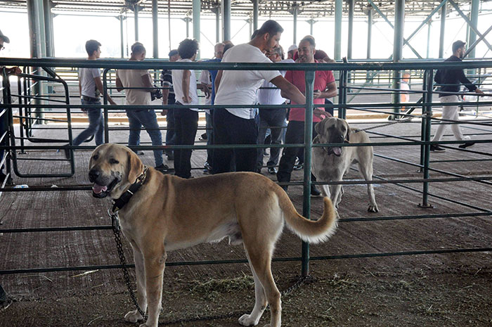 Eskişehir’de Tepebaşı Belediyesinin katkılarıyla düzenlenen '2'nci Küçükbaş Çoban Festivali'ne tanıtım için getirilen 100 bin lira değerindeki 'Boğaç' adlı Anadolu Çoban köpeği ile fotoğraf çektirmek isteyen vatandaşlar sıraya girdi.